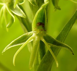 Habenaria paucifolia Lindl (6676479419). 
 jpg