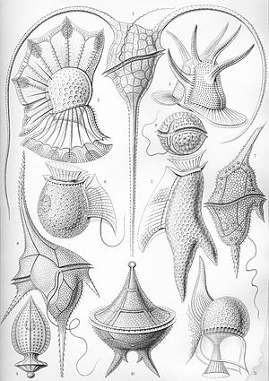 Haeckel Peridinea.jpg