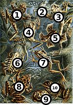 Thumbnail for File:Haeckel frogs big spots.jpg