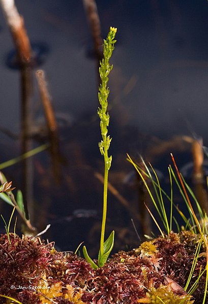 File:Hammarbya paludosa plant (01).jpg