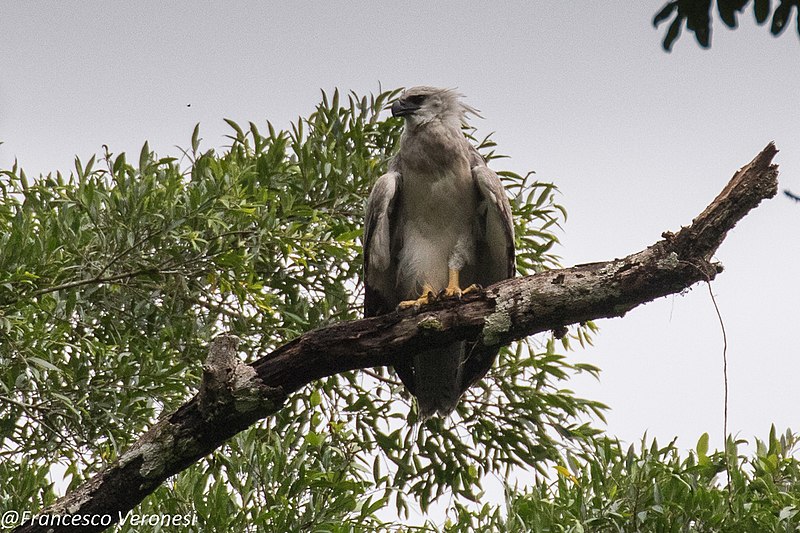 File:Harpy Eagle immature - Darién - Panama (48439752817).jpg