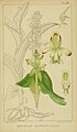 Satyrium odorum plate 52 in: Harry Bolus: Orchids of South Africa volume II (1911)