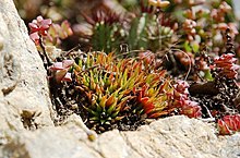 Haworthia chlorocantha - Оңтүстік Африка.jpg