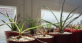 Haworthia blackburniae & Haworthia wittebergensis