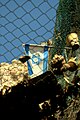 A net installed in the Old City to prevent garbage dropped by Israeli settlers into a Palestinian area.[25]