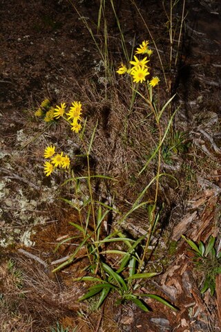 <i>Helianthus longifolius</i> Species of sunflower