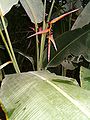 Heliconia collinsiana BotGardBln271207C.jpg