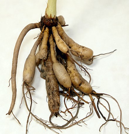 Hemerocallis roots showing tuberous enlargement