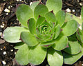 A hen and chicks close up