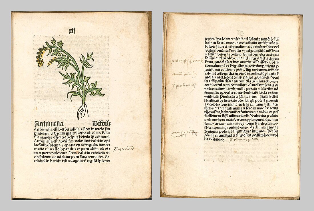 File:Herbarius Text Artemisia.jpg