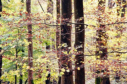 Autumn foliage in Theiss valley.jpg