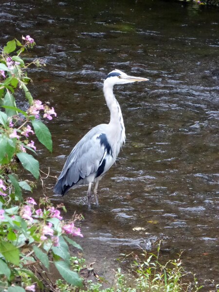 File:Heron, Dragley Beck, Ulverston - geograph.org.uk - 5570828.jpg