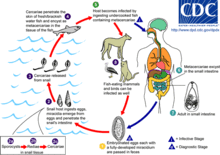 Life cycle of Heterophyes heterophyes. Heterophyes LifeCycle.gif
