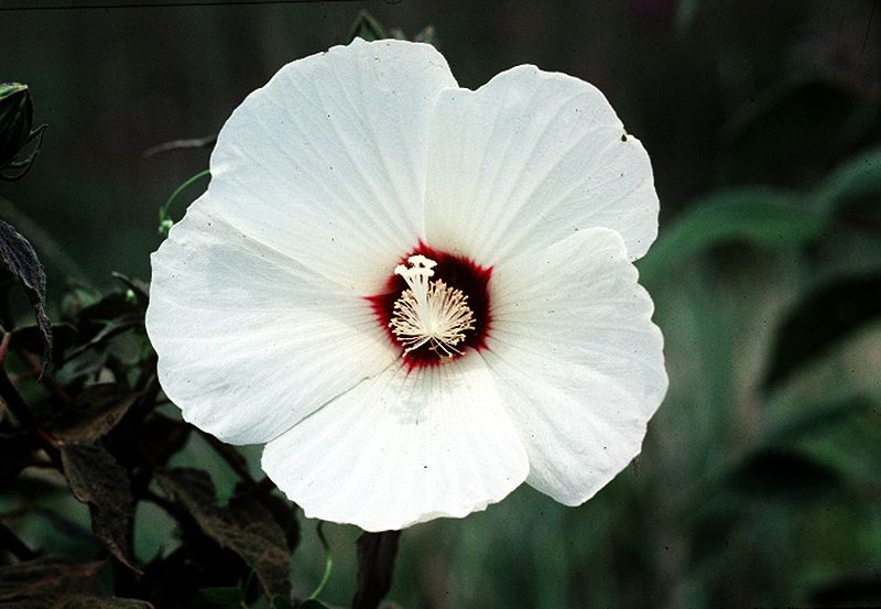 File:Hibiscus moscheutos USDA.jpg