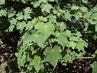 Hibiscus taiwanensis