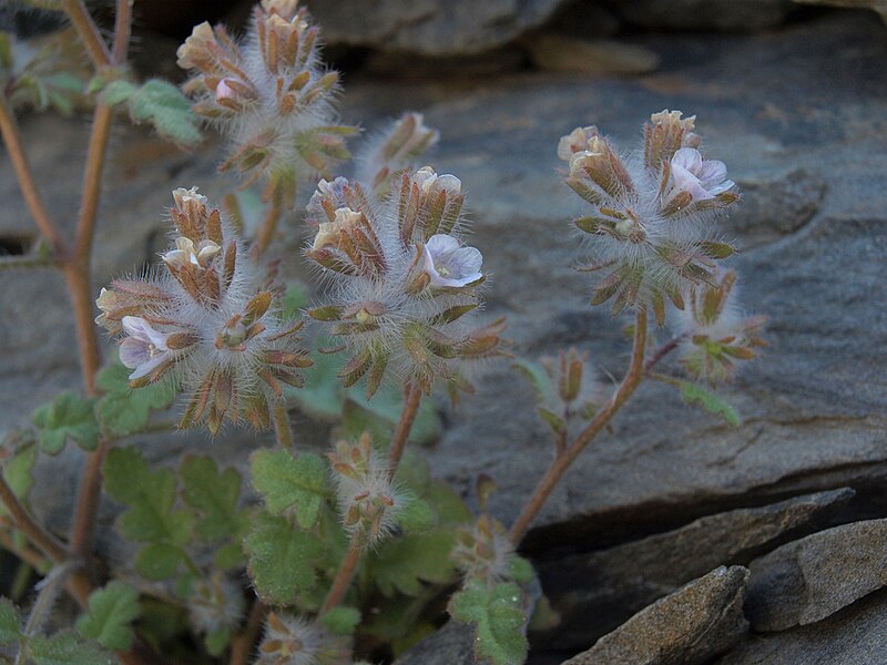 File:Hidden phacelia, Phacelia cryptantha (15981635725).jpg