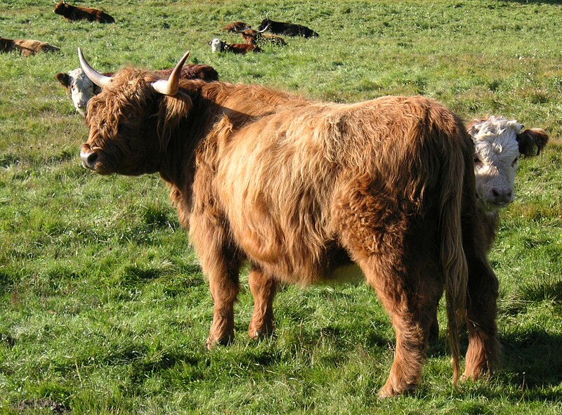 File:Highland cattles Djurgården 2009.jpg