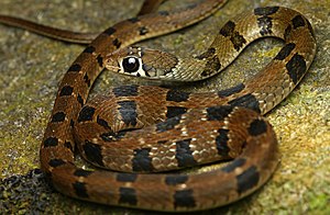 Hill keelback Hebius monticola.jpg