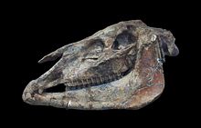 Skull Hipparion gracile MNHN1.jpg