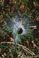 English: Funnel web (unknown Spider) in "Naturpark Hoher Vogelsberg" near Rehberg, Herchenhain, Grebenhain, Hesse, Germany This is a picture of the protected area listed at WDPA under the ID 555520798