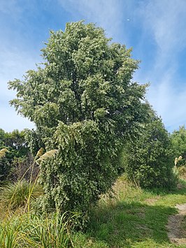 Hoheria angustifolia