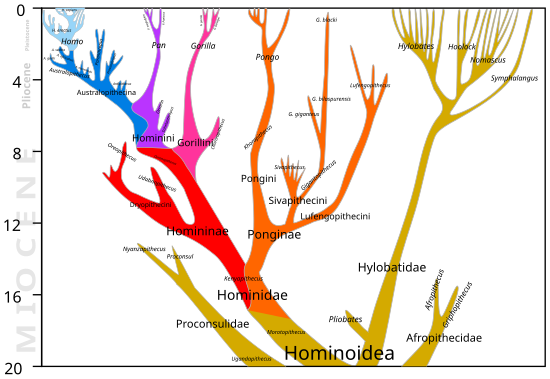 Les différentes lignées d'hominoïdes subsistantes et fossiles, depuis 20 millions d'années.