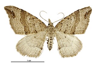 <i>Homodotis falcata</i> Species of moth endemic to New Zealand