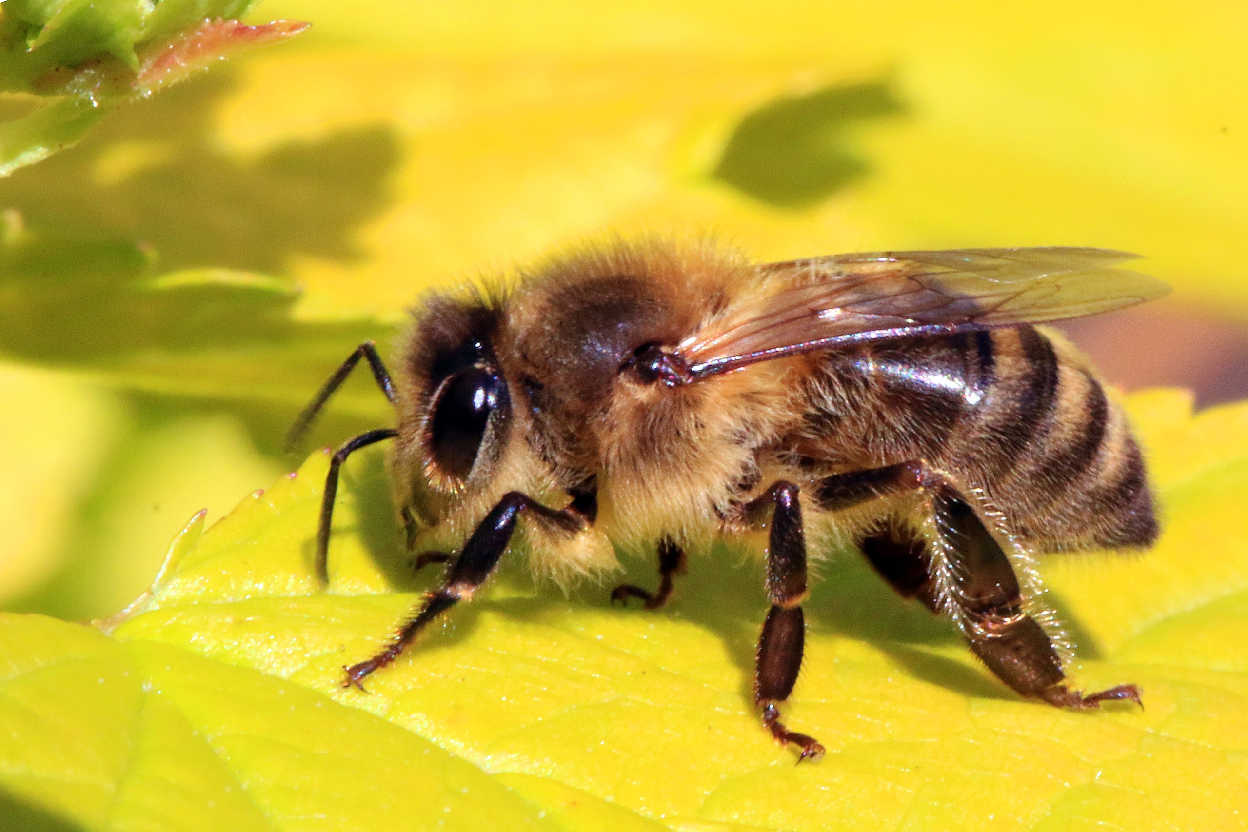 https://upload.wikimedia.org/wikipedia/commons/thumb/b/b5/Honey_bee_%28Apis_mellifera%29.jpg/2560px-Honey_bee_%28Apis_mellifera%29.jpg