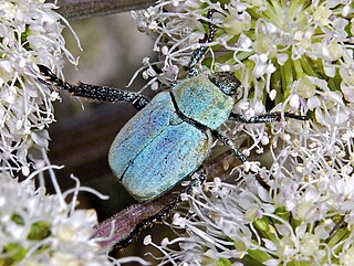 <i>Hoplia argentea</i> Species of beetle