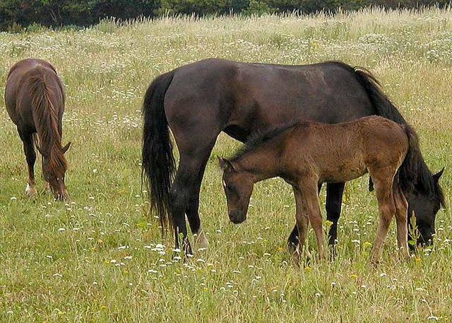 Horse Ka Hot Xxx - Horse breeding - Wikipedia