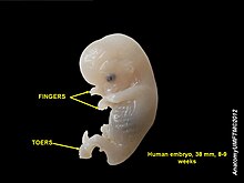 Human embryo 2.JPG