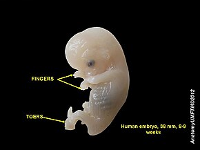 Реферат: Эмбриональное развитие человека