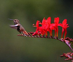 Hummingbird- among and Crocosmia.jpg