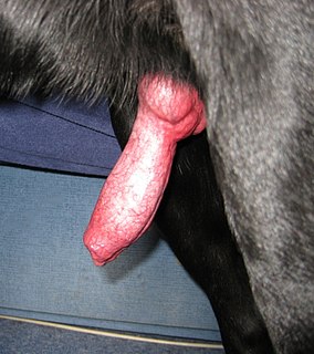 El pene o falo es un órgano genital que presentan los ejemplares machos de algunos animales, el cual es empleado en la copulación, además de servir en la excreción urinaria.