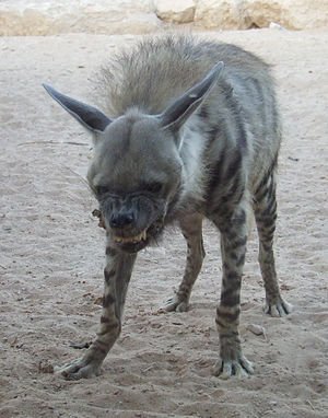 Hyaena hyaena.jpg