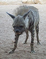 Hyena so vztýčenou šijou, vďaka ktorej pôsobí mohutnejšie.