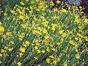 Hypericum olympicum.jpg