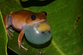 <i>Hyperolius phantasticus</i> Species of frog