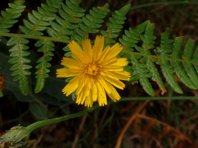 File:Hypochaeris radicata (Gewoon biggenkruid), Nieuw Leeuwenhorst, Noordwijkerhout.jpg