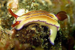 Descrizione dell'immagine Hypselodoris emma.jpg.