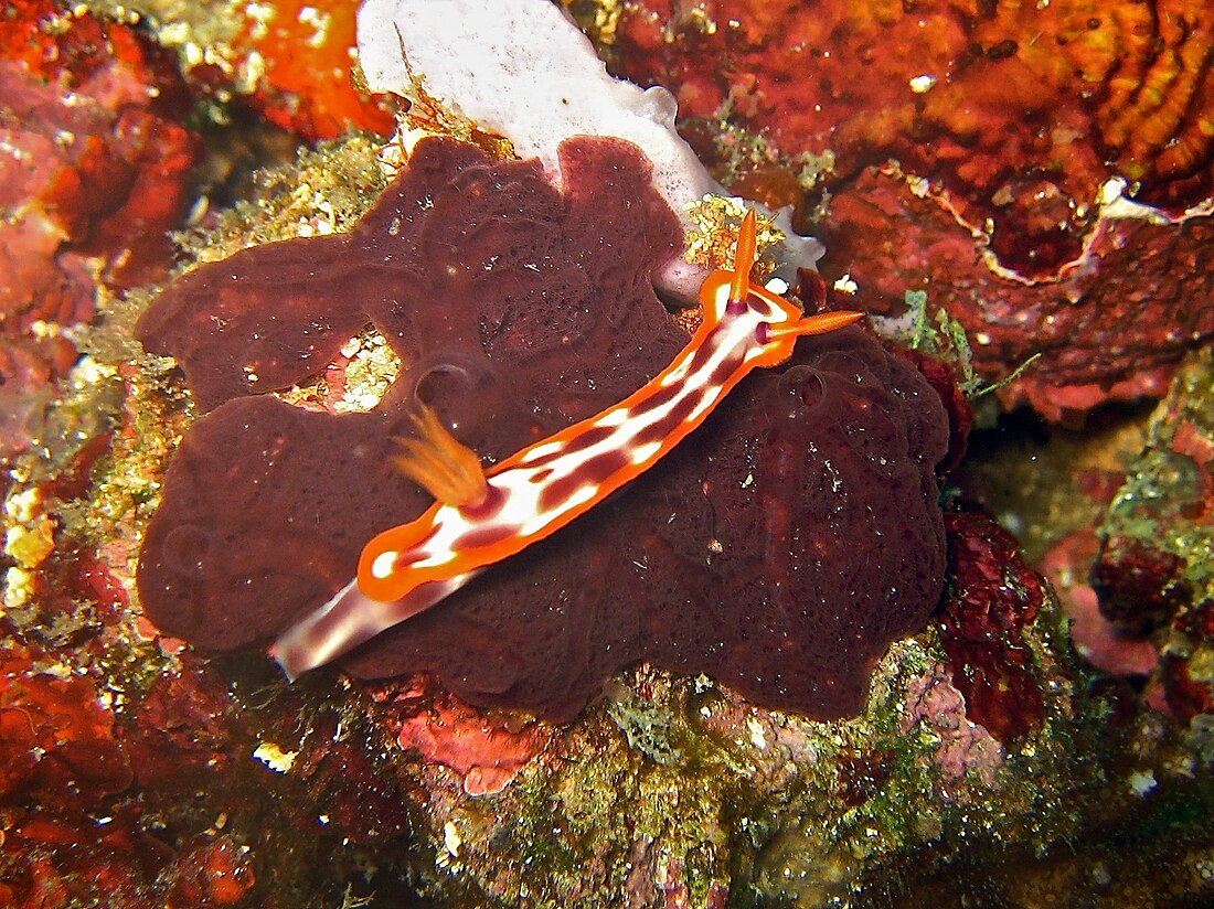 Hypselodoris purpureomaculosa