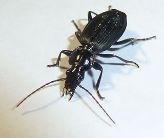 <i>Hystrichopus</i> Genus of beetles