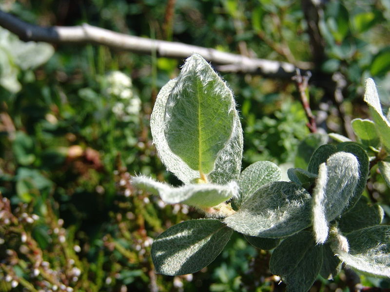 File:Iceland Plant 4289.JPG