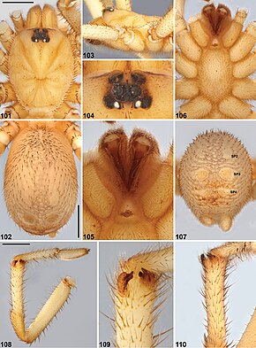 Bildbeschreibung Idiosoma corrugatum (10.3897-zookeys.756.24397) Abbildungen 101–110.jpg.