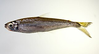 <i>Iguanodectes</i> Genus of fishes