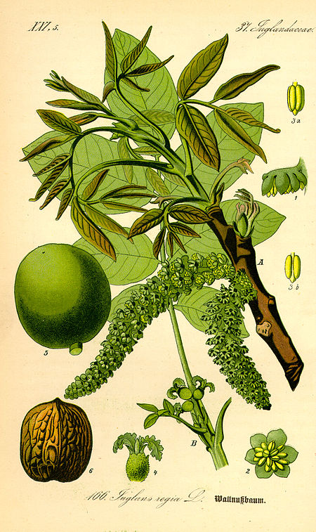 Illustration Juglans regia0.jpg