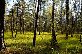 Pelkė Imškų draustinio šiaurėje