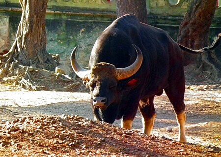 ไฟล์:Indian_gaur_at_Mysore_zoo.jpg