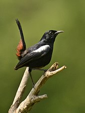 Male