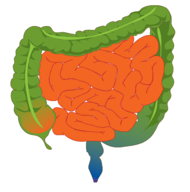 Детский кишечник рисунок